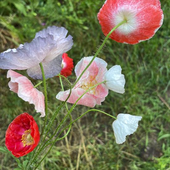 red and purple poppies