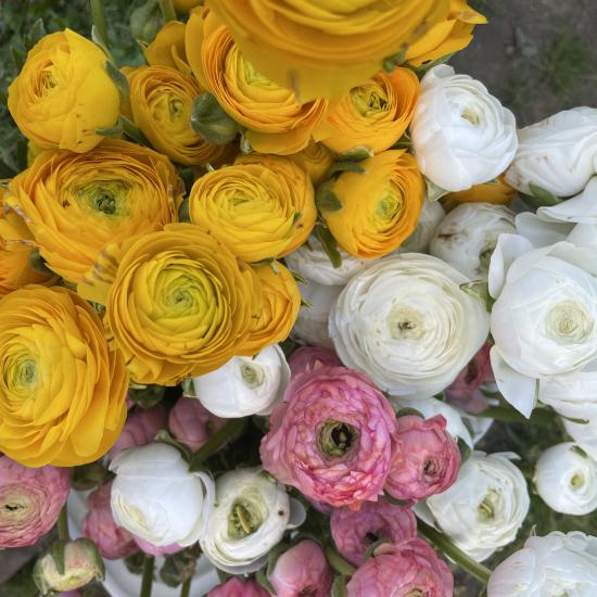 colorful ranunculus