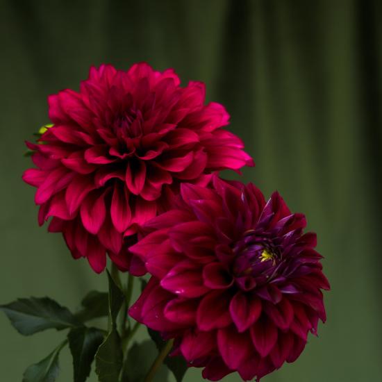 burgundy dahlia