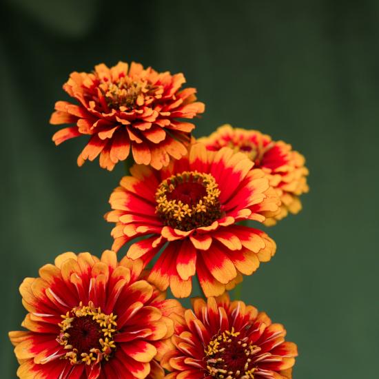 yellow red zinnia