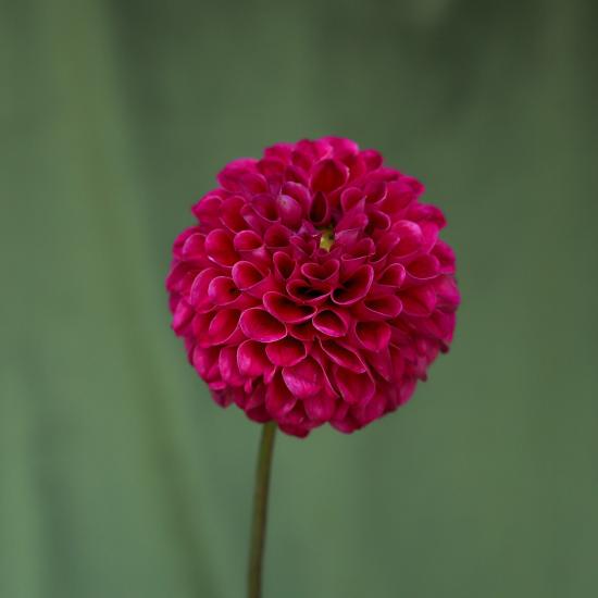 magenta dahlia