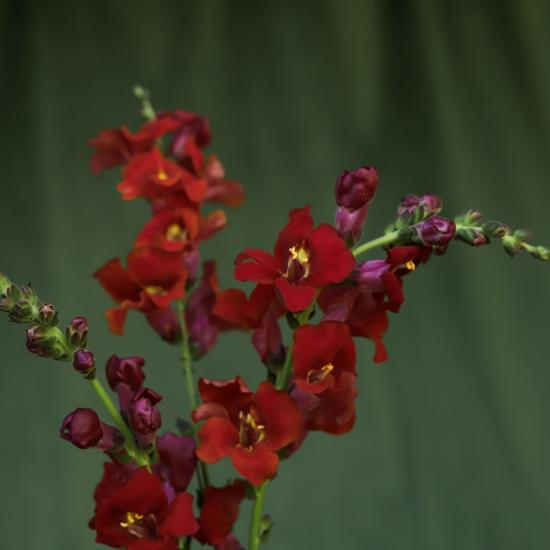 burgundy snapdragon