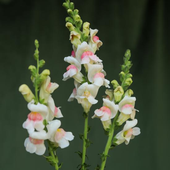 appleblossom snapdragon