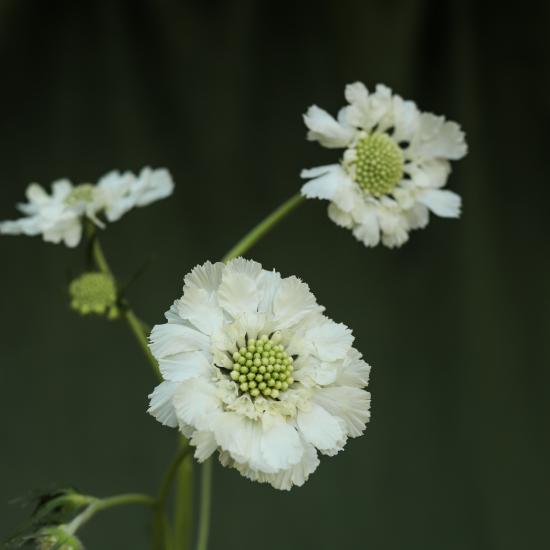 white scabiosa