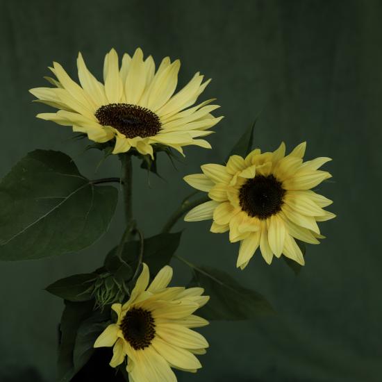 yellow sunflower