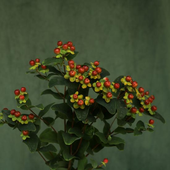 hypericum