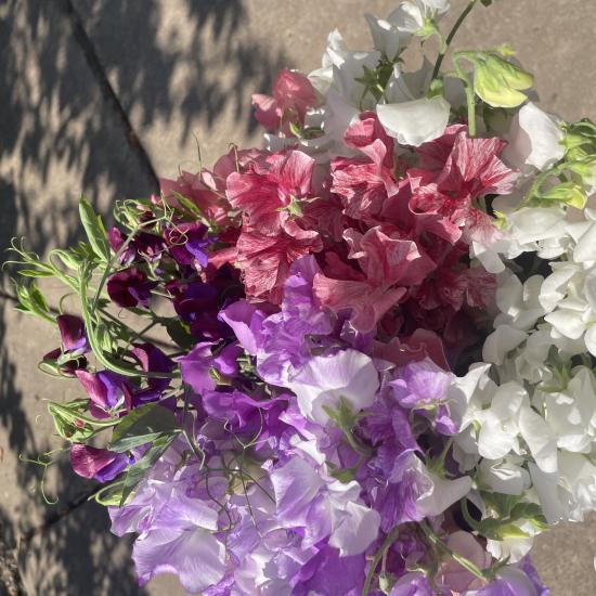 purple sweetpeas